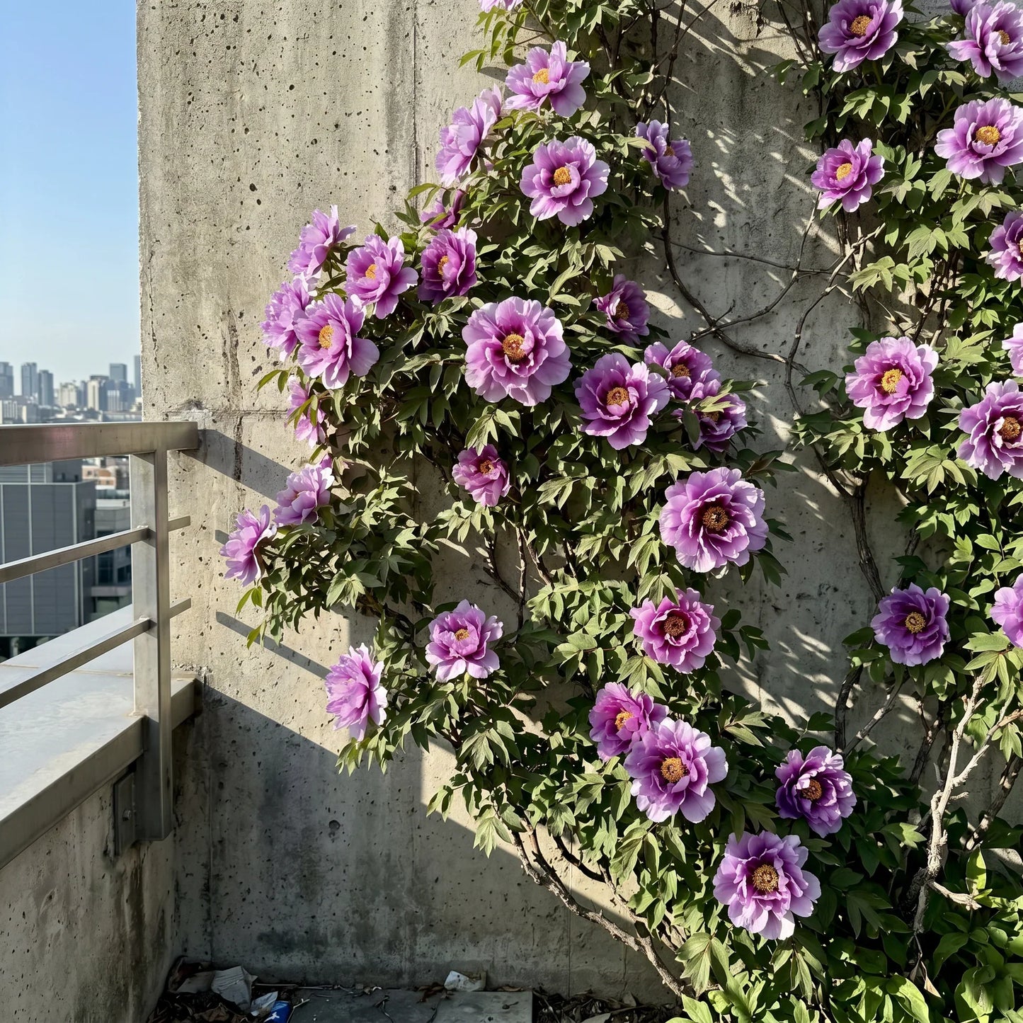 PetalRise – Bulbes de pivoine grimpante rustiques pour jardin