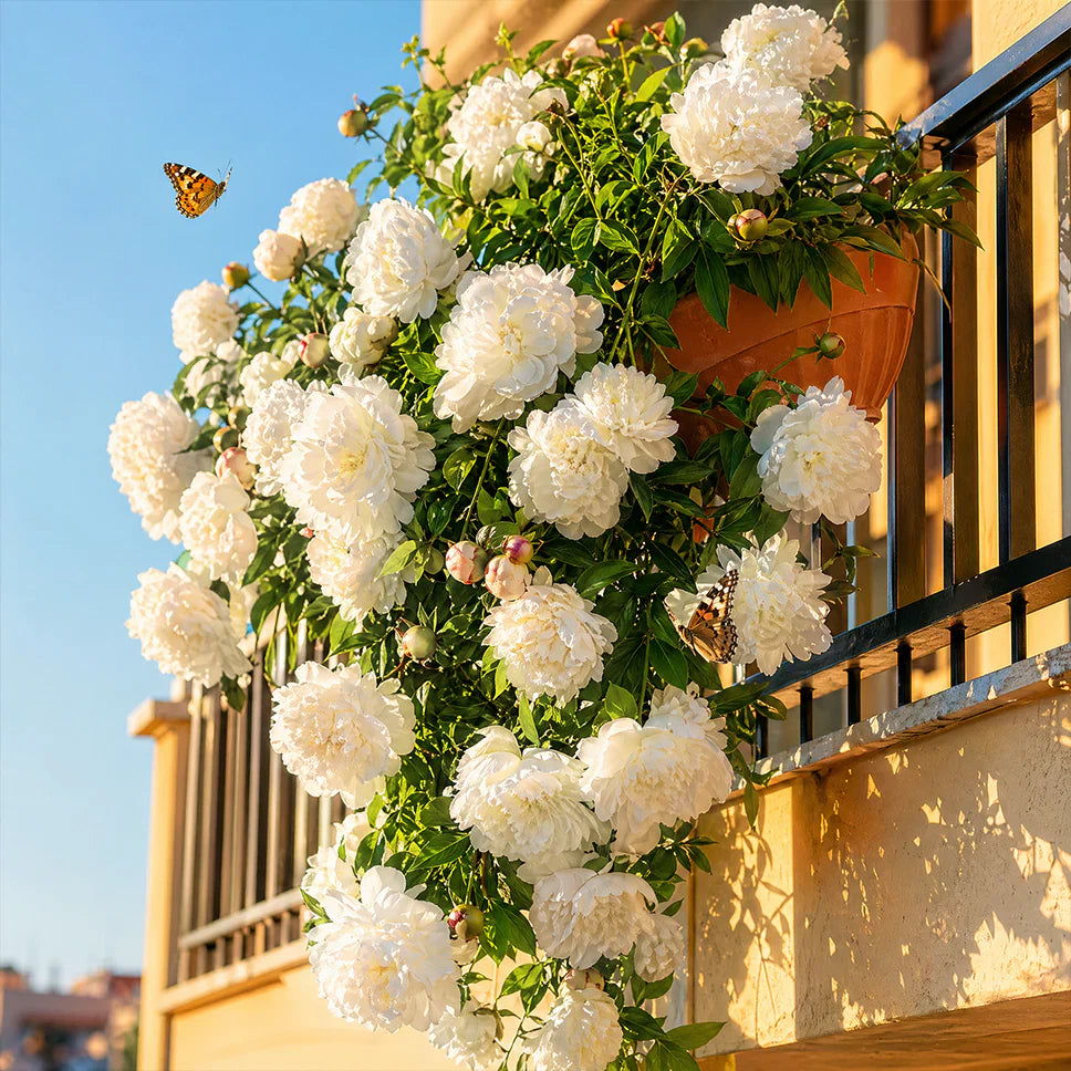PetalRise – Bulbes de pivoine grimpante rustiques pour jardin