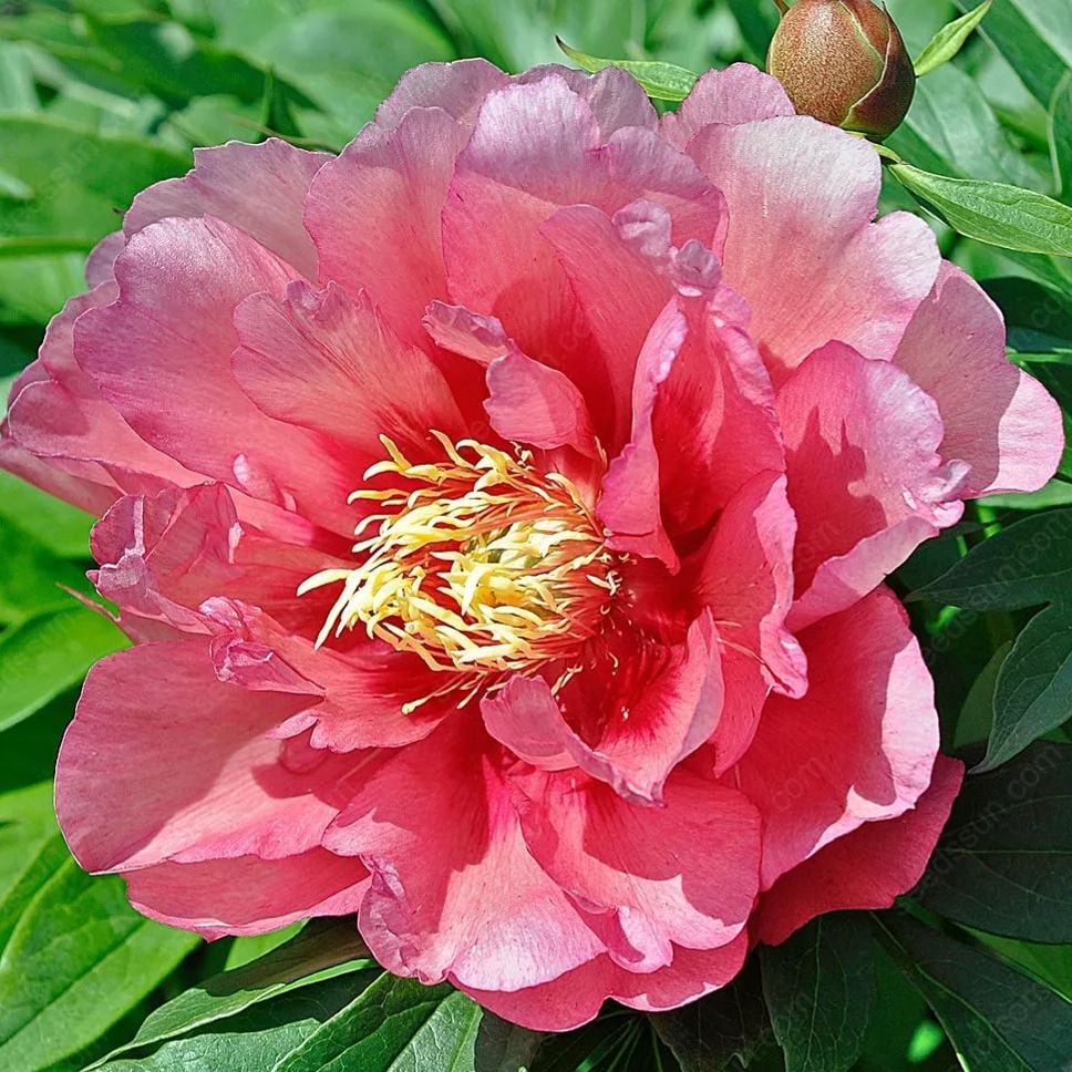 PetalRise – Bulbes de pivoine grimpante rustiques pour jardin