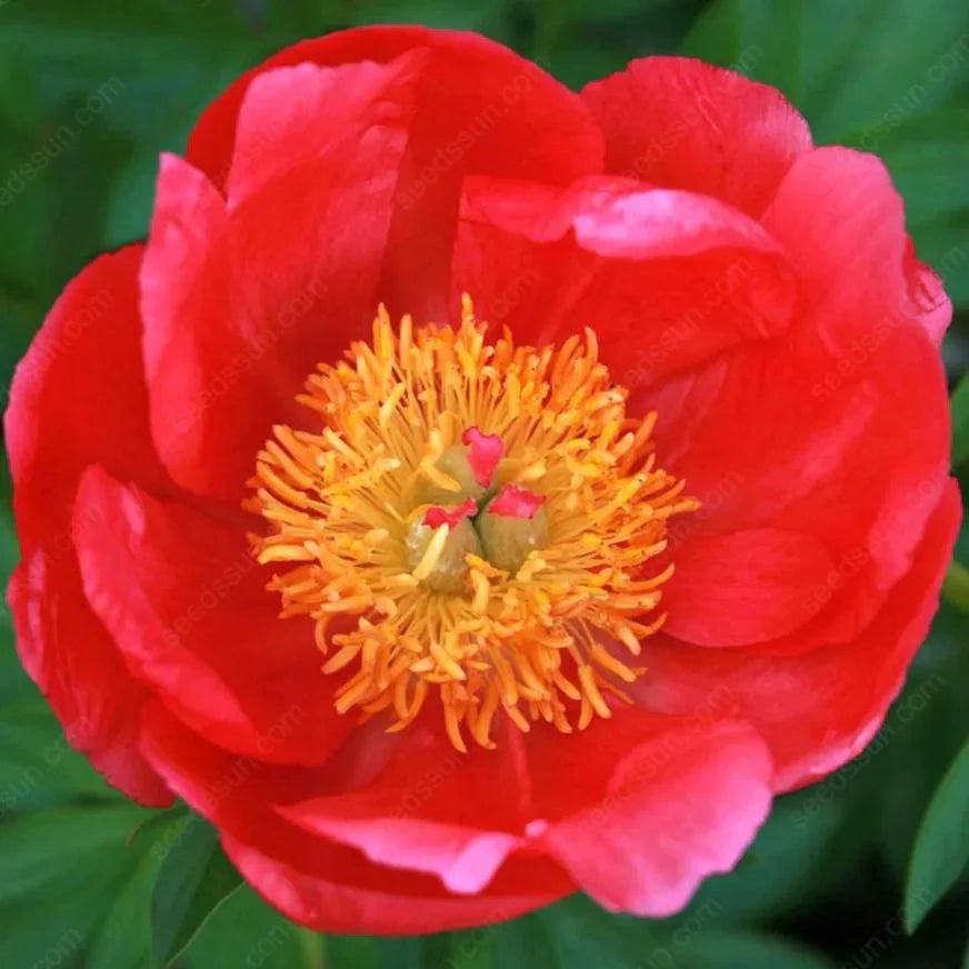 PetalRise – Bulbes de pivoine grimpante rustiques pour jardin