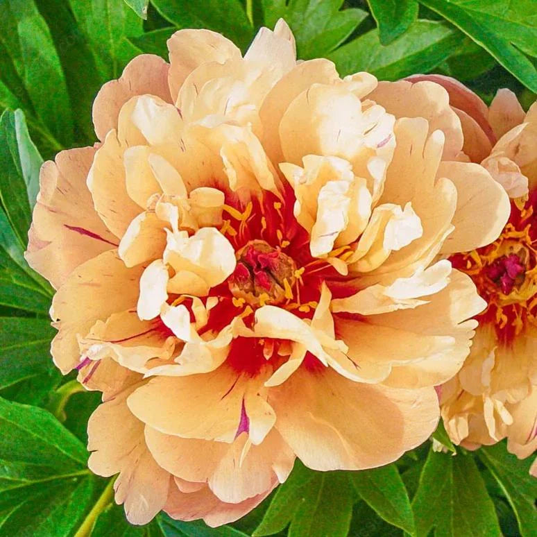 PetalRise – Bulbes de pivoine grimpante rustiques pour jardin