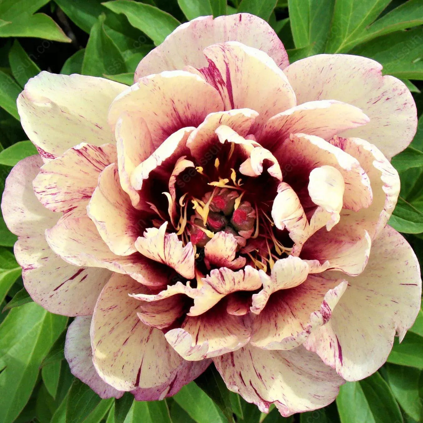 PetalRise – Bulbes de pivoine grimpante rustiques pour jardin