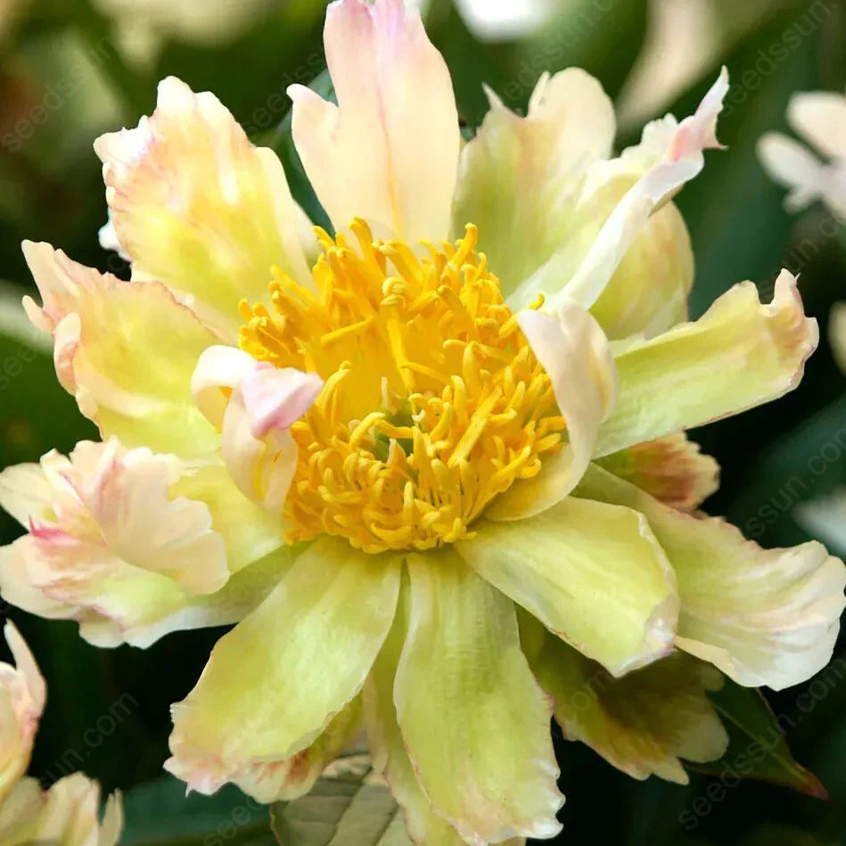 PetalRise – Bulbes de pivoine grimpante rustiques pour jardin