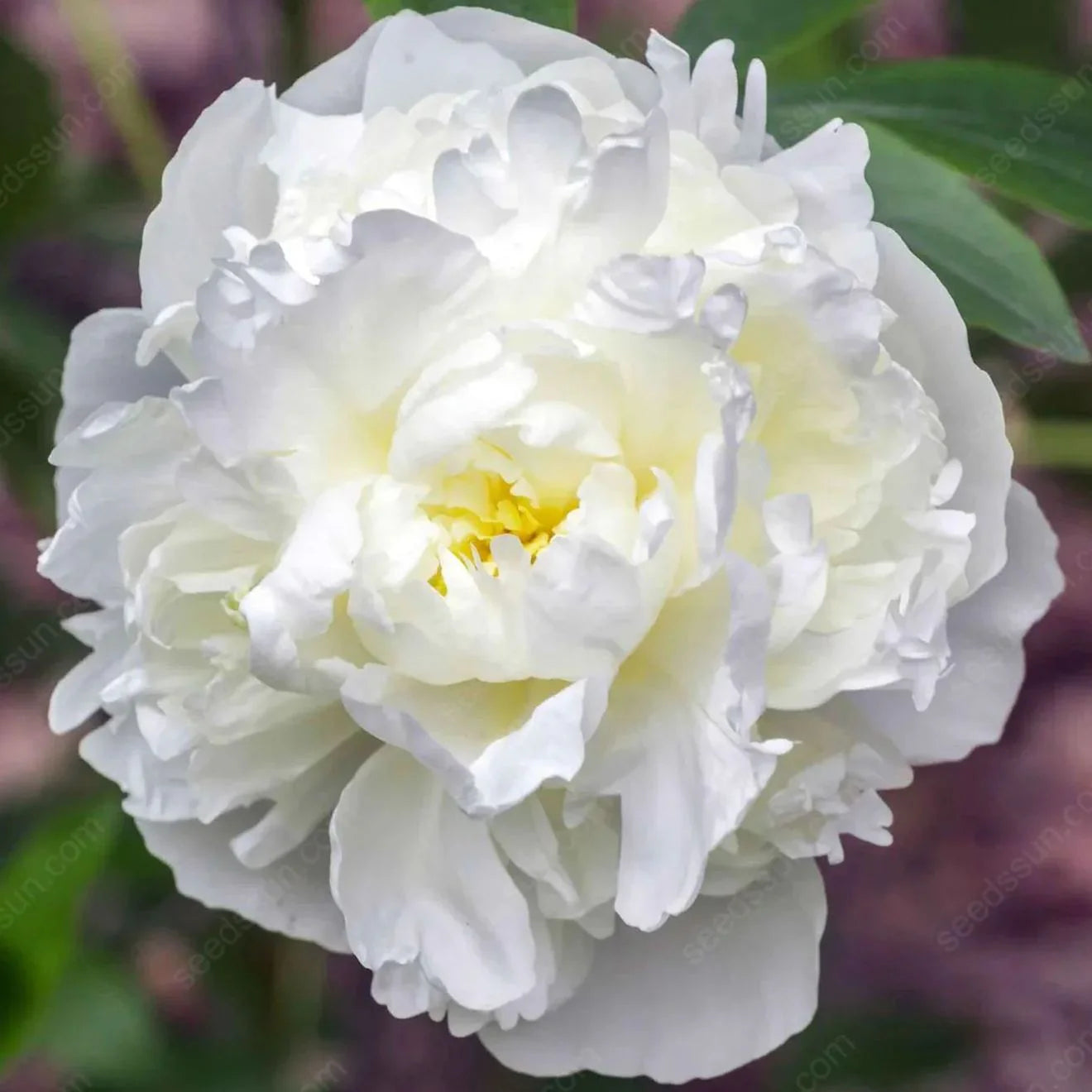 PetalRise – Bulbes de pivoine grimpante rustiques pour jardin