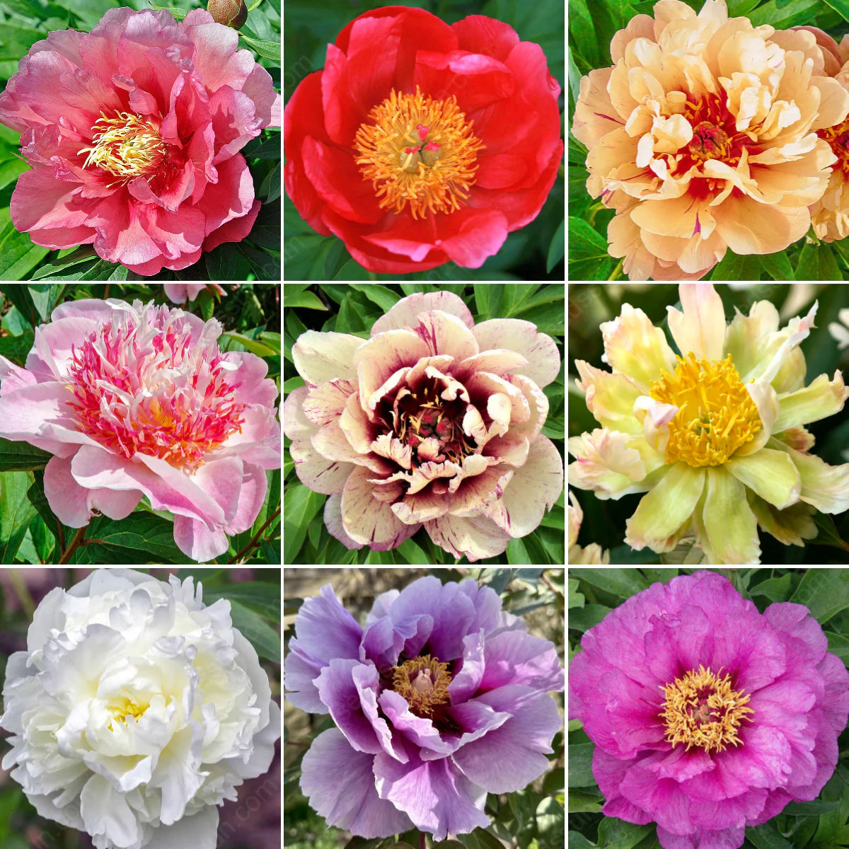 PetalRise – Bulbes de pivoine grimpante rustiques pour jardin