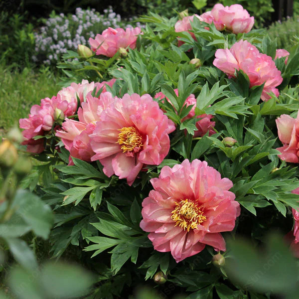 PetalRise – Bulbes de pivoine grimpante rustiques pour jardin